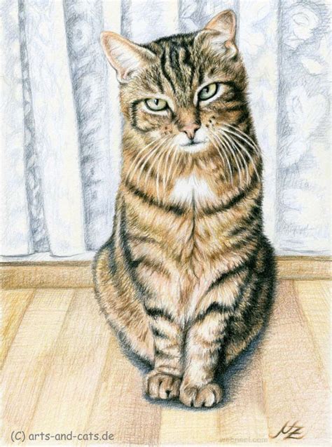 Cat Animal Drawing Nicolezeug 16