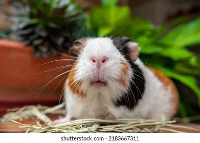 533 Guinea Pig Eating Hay Images, Stock Photos & Vectors | Shutterstock