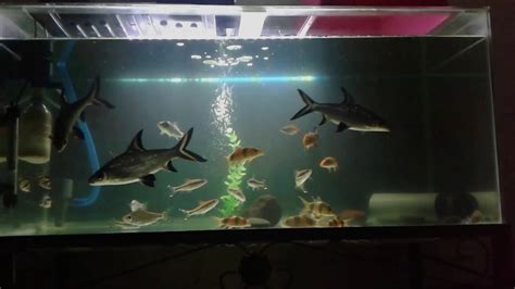 Can 2 Bala Sharks Live Together? Trust The Answer - Ecurrencythailand.com