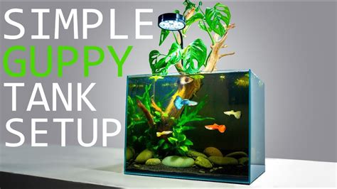 How to Setup a Simple Guppy Fish Tank: TUTORIAL - YouTube