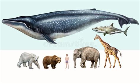 The Largest Animals on Earth Stock Illustration - Illustration of ...