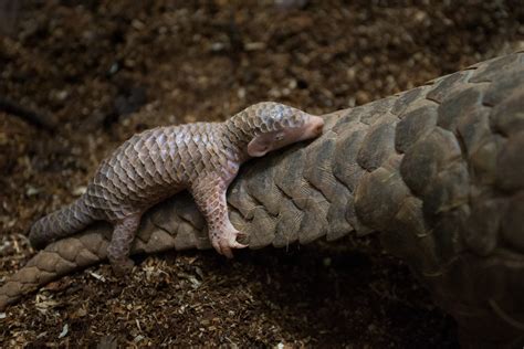 So, are Pangolins a Reptile or a Type of Armadillo? - Pangolin Crisis Fund