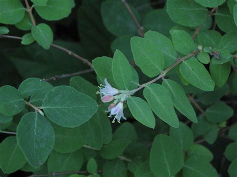 Snowberry | Symphoricarpos occidentalis | CAJC: in the PNW | Flickr