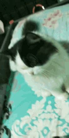 Sleepy Sleepy Cat GIF - Sleepy SleepyCat SleepingBeauty - Discover ...