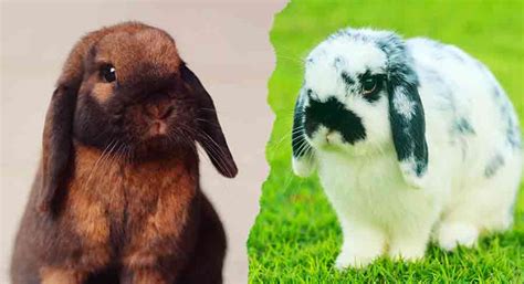 Mini Lop Vs Holland Lop Bunnies: How To Tell The Difference AZ Animals ...