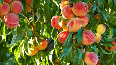 How to grow a peach tree from a pit: expert tips | Gardeningetc