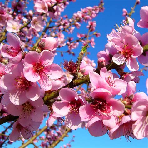 Peach Tree Care In Utah - How to Grow and Care for Peach Trees ...