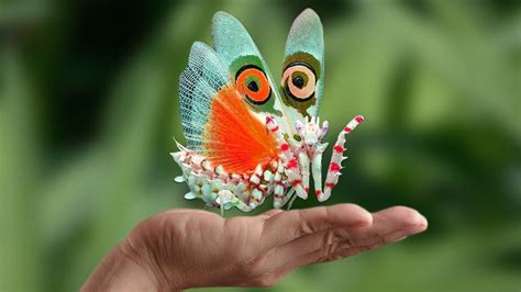 10 Beautiful Insects You can Keep as Pets | Insects, Pets, Most ...