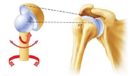 Ball and Socket Joint - Javatpoint