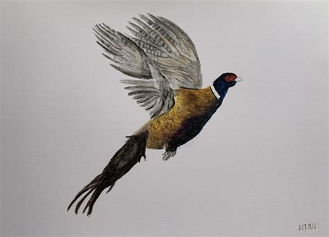 Flying pheasant watercolour print — Swinhope mill home boarding and ...