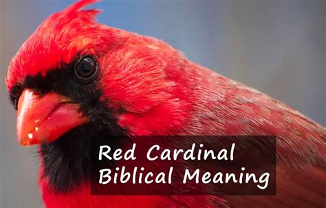 Red Cardinal Biblical Meaning: A Symbolic Sign From God