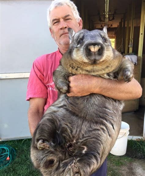 The fat wombat decided to put on a diet - everyone should see this cute ...