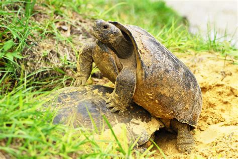 Mating Turtles DSC_0596 | ziebarth | Flickr