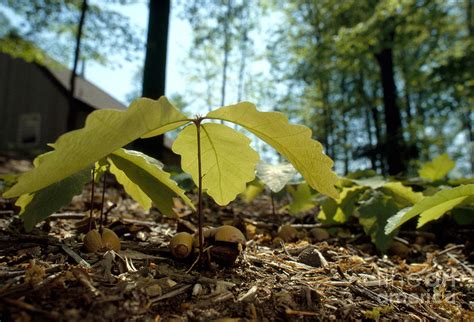 Oak Tree Seedlings