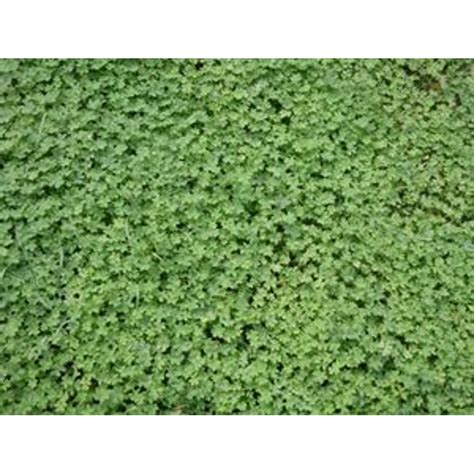 Micro Clover Seed - 10 Lbs. - Walmart.com - Walmart.com