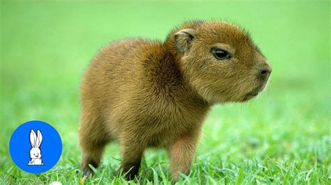 Baby Capybara Playing - CUTEST Compilation - YouTube