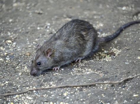 Adopt A Rat? SD Humane Society Seeks Homes For 40 Critters | San Diego ...