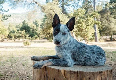 Blue Heeler Dog Breed Information: Everything You Need to Know | All ...