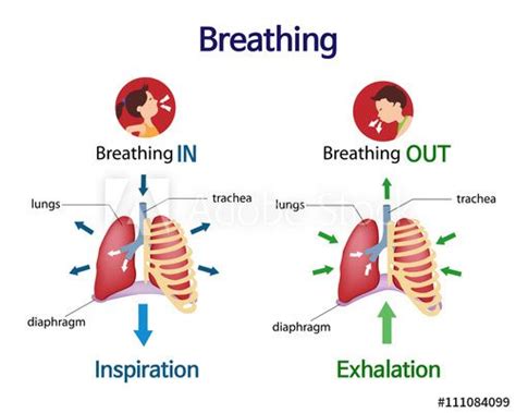 Pictures that show what happens to the lungs when you breath inhale and ...