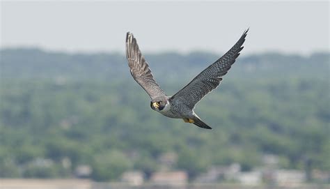 Habitat - Peregrine Falcon