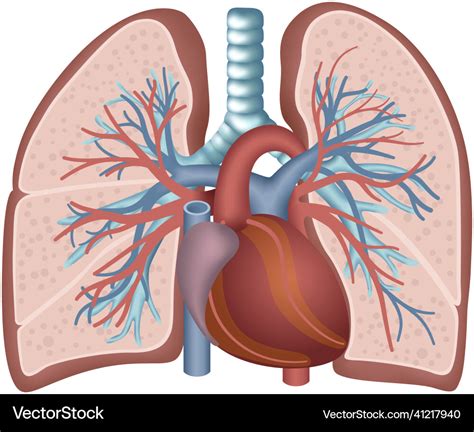 Lung trachea and heart anatomy Royalty Free Vector Image