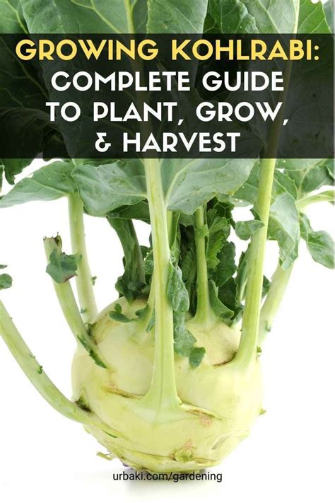 Growing Kohlrabi: Complete Guide to Plant, Grow, & Harvest Kohlrabi i 2024