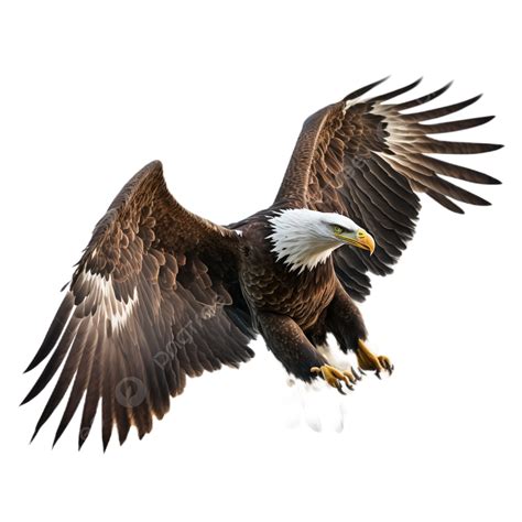 Flying Eagle Feather White Background Transparent, Cost, Feather, Wing ...