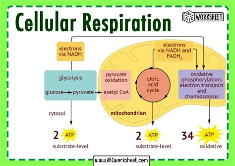 Cellular Respiration Diagram Worksheet - Printable Word Searches