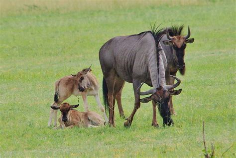 Blue Wildebeest with Calves | Okavango Delta, Botswana The b… | Flickr