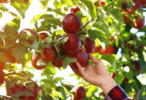 Fall For These Local Maryland Apple Picking Spots!