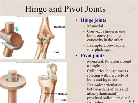 The joint between atlas and axis is called as