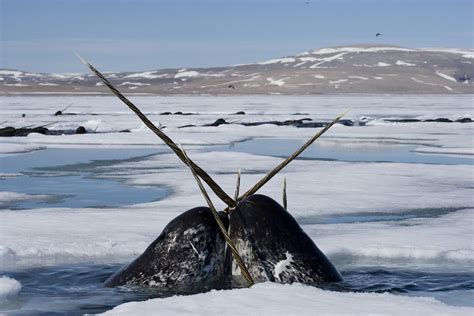 Legends and truths about narwhals, the mysterious unicorns of the ...