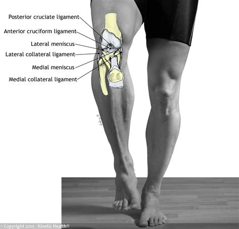 Knee Tendons And Ligaments Diagram