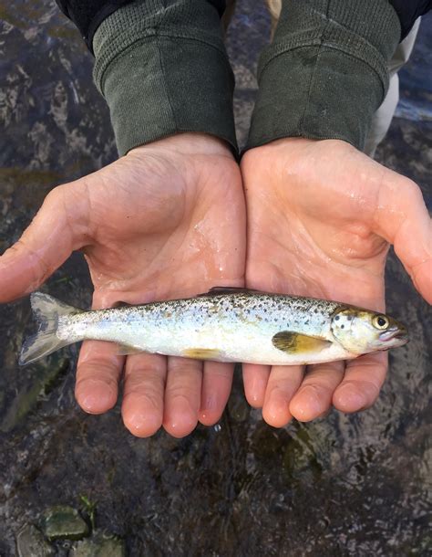 Help identifying fish from Salmon River, NY. : r/Fishing