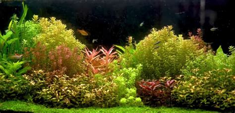 Low Light Aquarium Plants - Aquariuman