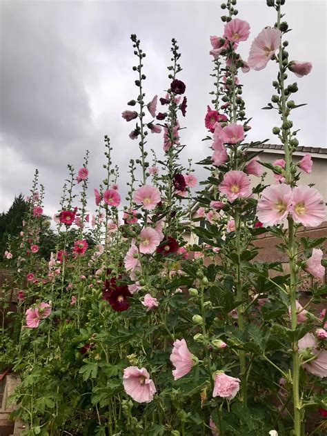 Hollyhock Seeds - Etsy