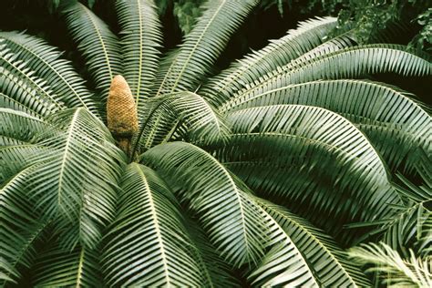 Which Best Describes the Evolution of Gymnosperm Plants