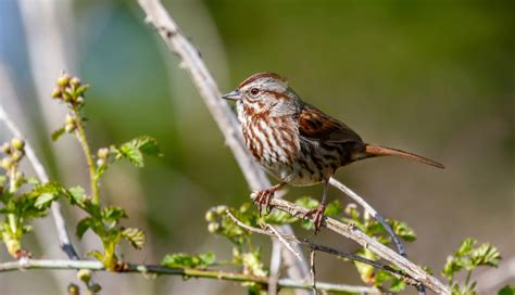 Song Sparrow | Audubon Field Guide