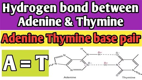 Hydrogen bond between Adenine and Thymine | Adenine Thymine base pair ...