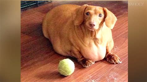 Obese dachshund has incredible weight loss story