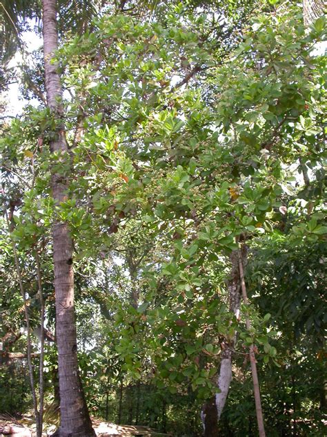 Anacardium occidentale (Anacardiaceae) image 20385 at PhytoImages.siu.edu