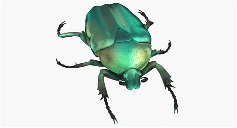 Green scarab beetle rigged 3D - TurboSquid 1375613