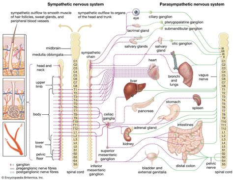 Structure and functions of the autonomic nervous system Britannica ...