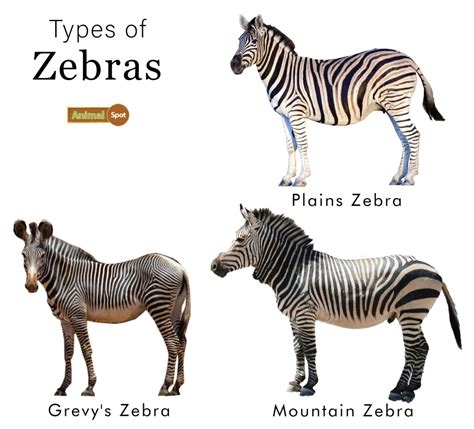 Did mountain zebras arise evolutionarily by hybridisation between Equus ...