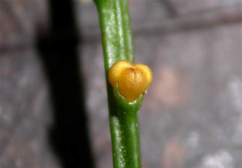 Psilotum nudum (Psilotaceae) image 22978 at PlantSystematics.org