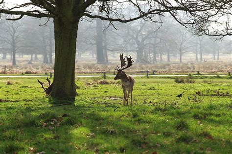 Richmond Park - WorldAtlas