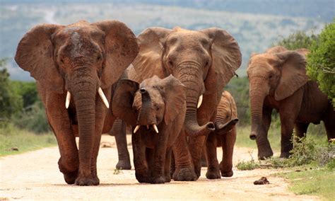 Herd Of Elephant From South Africa Stock Photo - Download Image Now ...