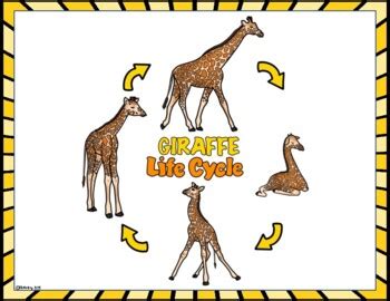 Giraffe Life Cycle Wheel and Labeling Printables by MrsMabalay | TPT