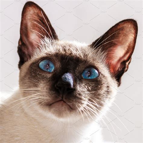 Thai cat with blue eyes containing thai, cat, and breed | Animal Stock ...