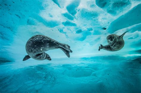 Wildlife Photographer of the Year Exhibition Opens at Natural History ...